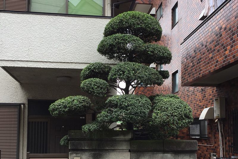 ツゲの玉散らし剪定（東京都大田区） 施工後