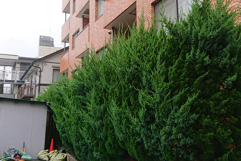 マンションの植栽管理（東京都大田区） 施工前