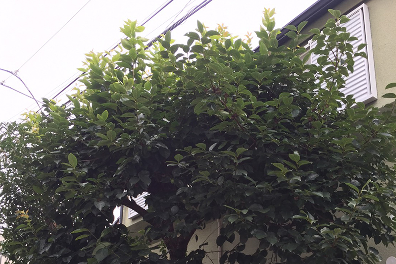 柿の木の剪定（東京都大田区） 施工前