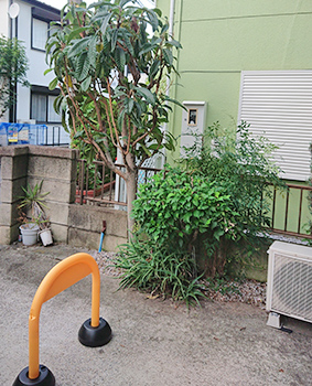 大田区の庭のお手入れ 施工事例｜植木屋いぶき苑