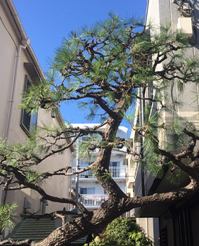 大田区の造園・庭木管理 施工事例｜植木屋いぶき苑